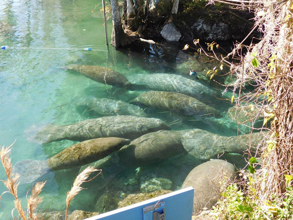 ฝูงแมนนาทีอ้วนกลมบุกบ่อน้ำพุร้อน