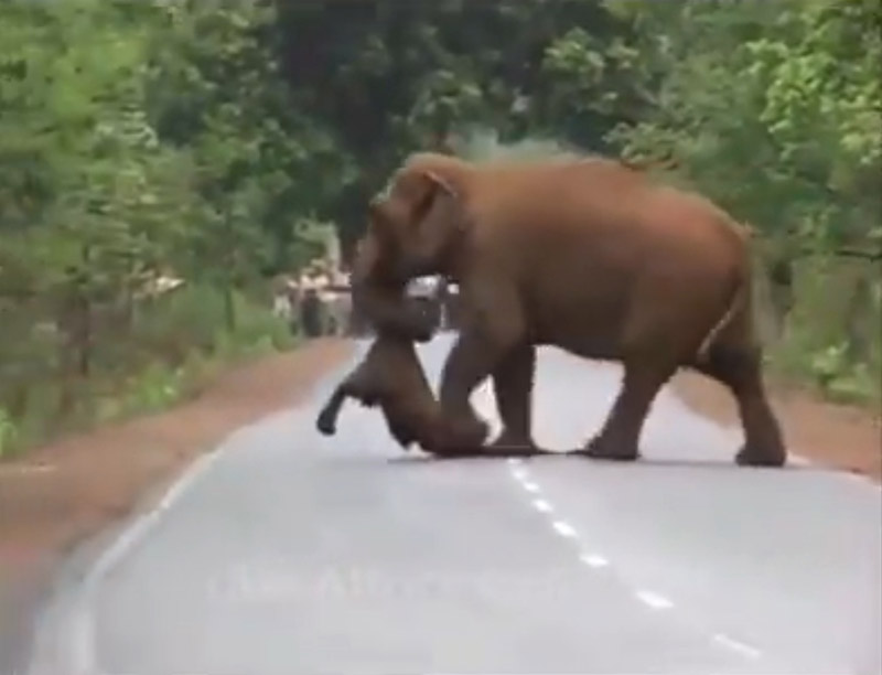 ช้างตาย ช้างตาย