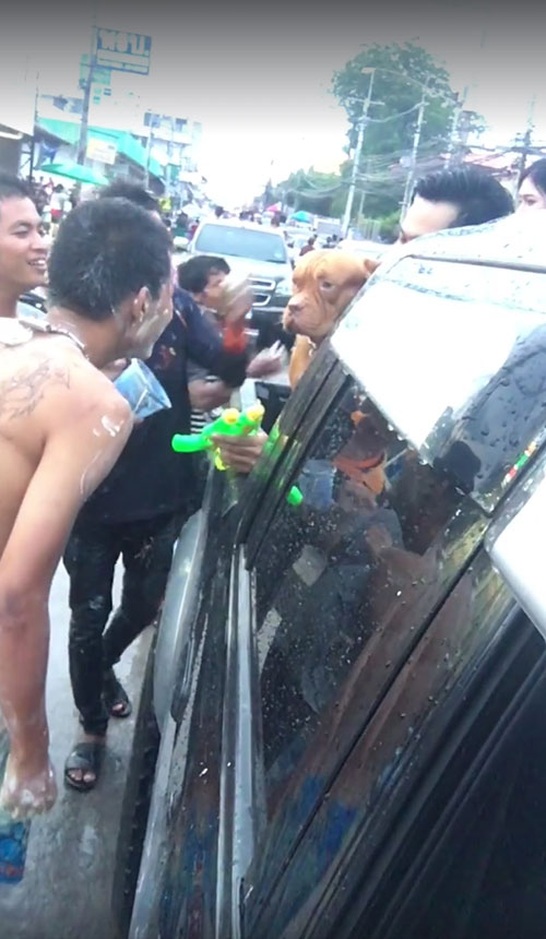 พิทบูลเล่นสงกรานต์ พิทบูลเล่นสงกรานต์