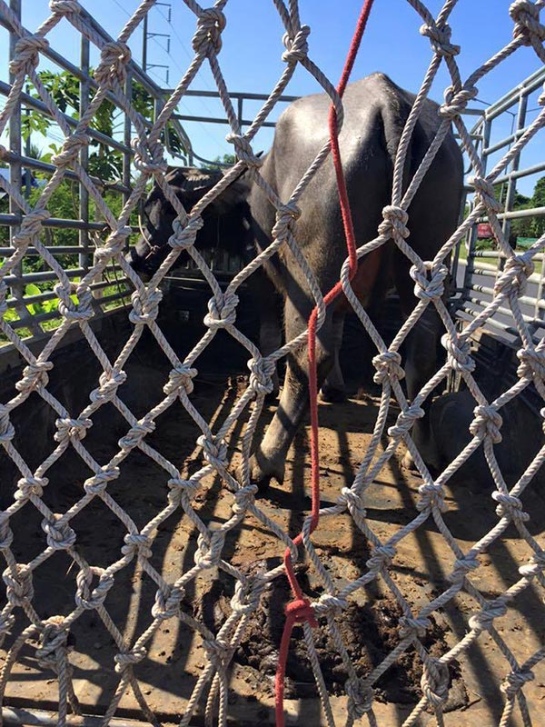 บุญรอด กระบือถูกไถ่ชีวิต บุญรอด กระบือถูกไถ่ชีวิต