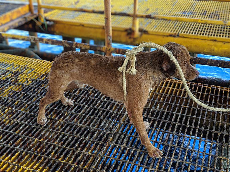 หมาติดแท่นขุดเจาะน้ำมัน หมาติดแท่นขุดเจาะน้ำมัน