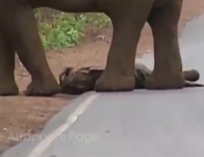 ช้างตาย ช้างตาย