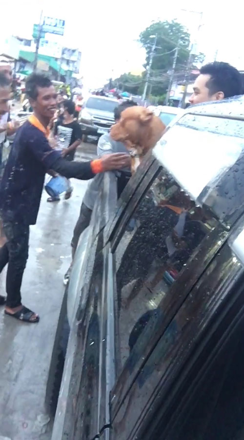 พิทบูลเล่นสงกรานต์ พิทบูลเล่นสงกรานต์