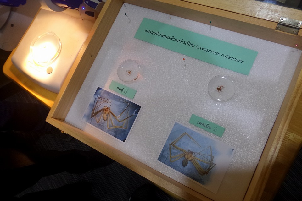 แมงมุมสันโดษเมดิเตอร์เรเนียน