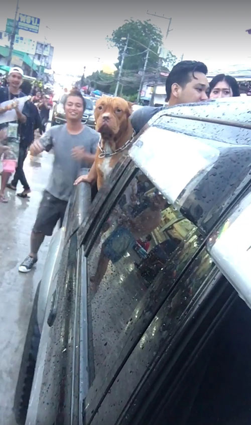 พิทบูลเล่นสงกรานต์ พิทบูลเล่นสงกรานต์