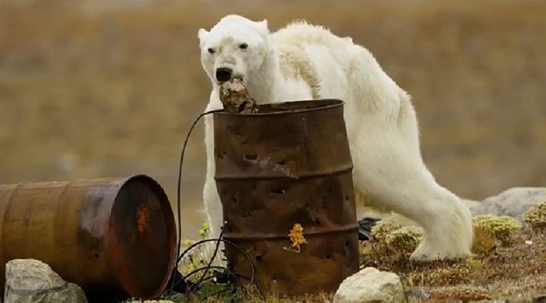 หมีขั้วโลกอดอยาก หมีขั้วโลกอดอยาก