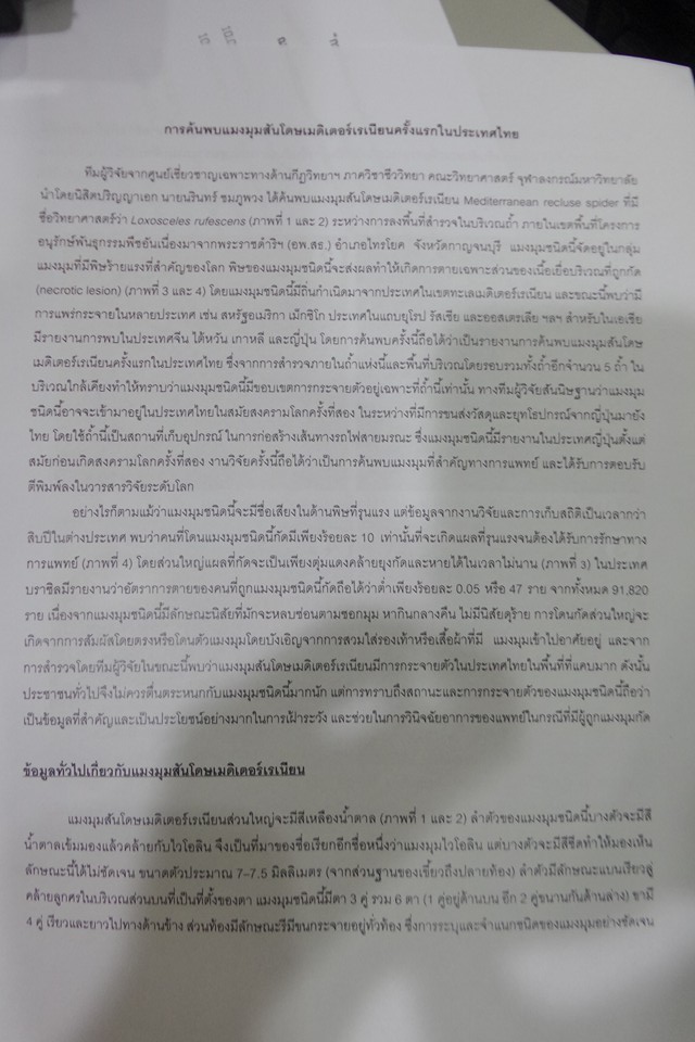 แมงมุมสันโดษเมดิเตอร์เรเนียน