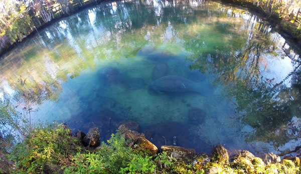 ฝูงแมนนาทีอ้วนกลมบุกบ่อน้ำพุร้อน