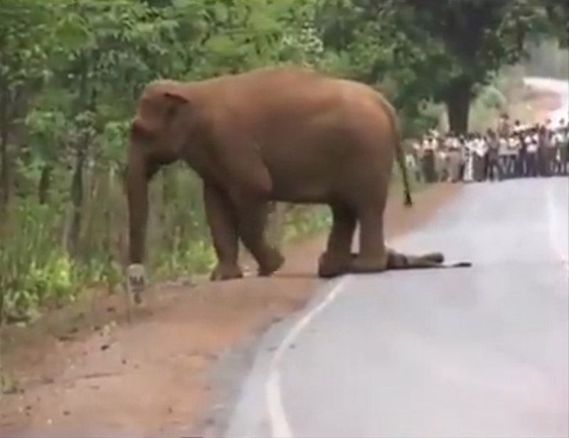 ช้างตาย ช้างตาย