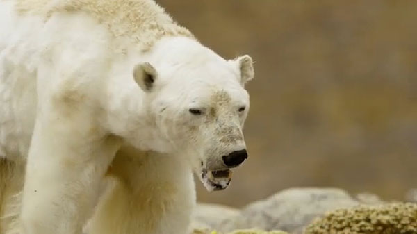 หมีขั้วโลกอดอยาก หมีขั้วโลกอดอยาก