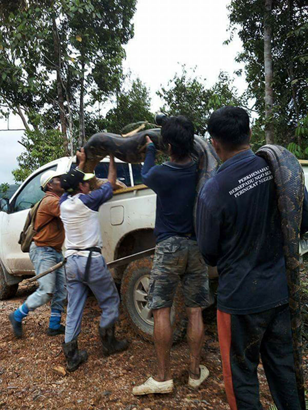 งูเหลือมยักษ์ งูเหลือมยักษ์