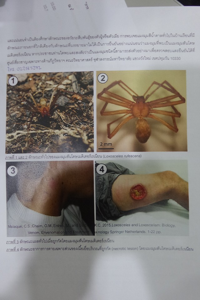 แมงมุมสันโดษเมดิเตอร์เรเนียน