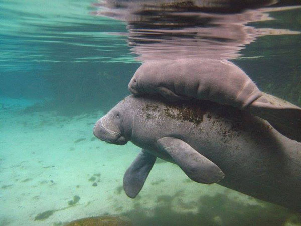 ฝูงแมนนาทีอ้วนกลมบุกบ่อน้ำพุร้อน