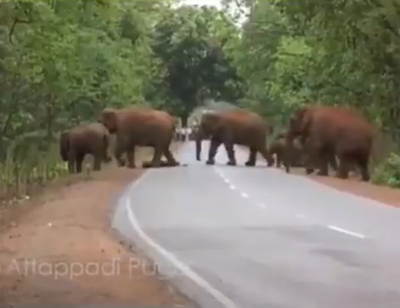 ช้างตาย ช้างตาย