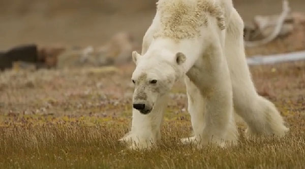 หมีขั้วโลกอดอยาก หมีขั้วโลกอดอยาก