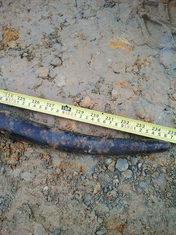 งูเหลือมยักษ์ งูเหลือมยักษ์