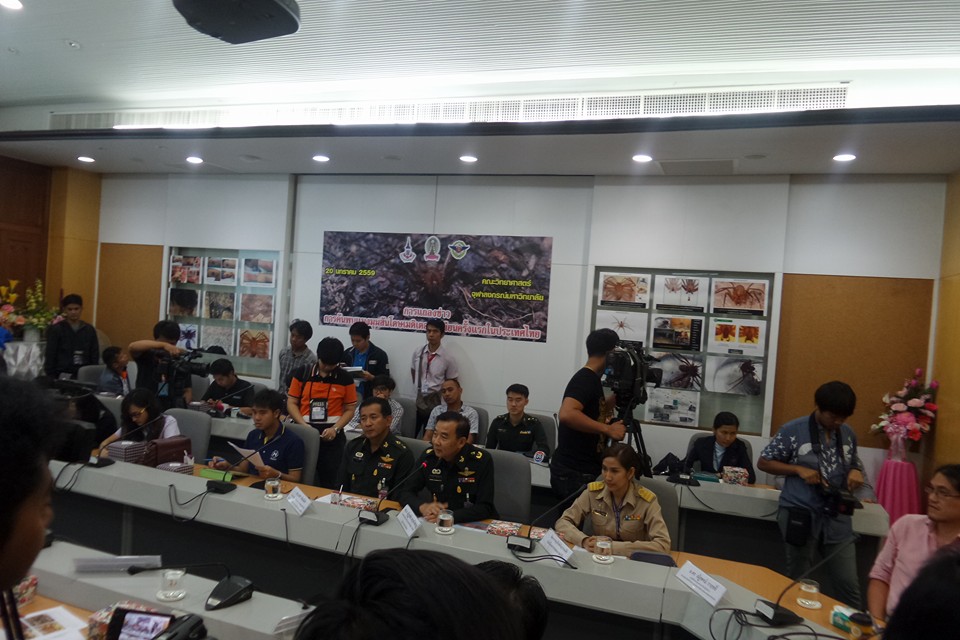 แมงมุมสันโดษเมดิเตอร์เรเนียน