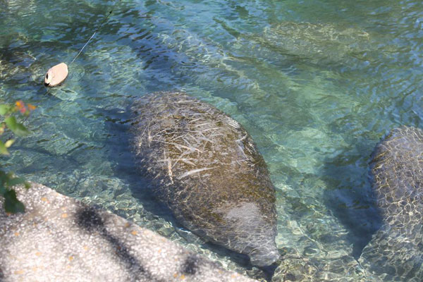 ฝูงแมนนาทีอ้วนกลมบุกบ่อน้ำพุร้อน