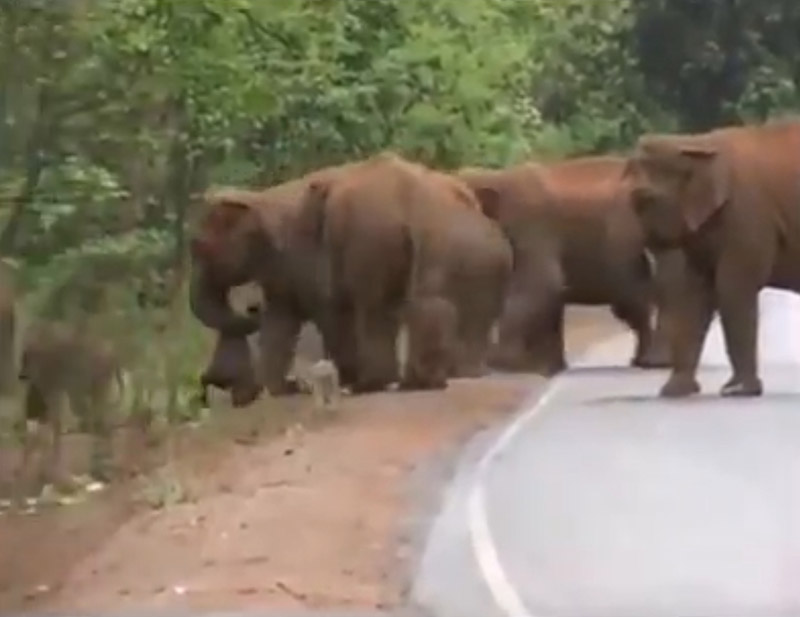 ช้างตาย ช้างตาย