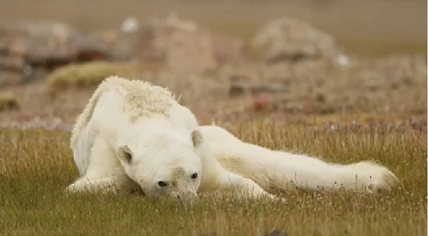 หมีขั้วโลกอดอยาก หมีขั้วโลกอดอยาก