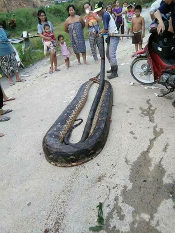 งูเหลือมยักษ์ งูเหลือมยักษ์