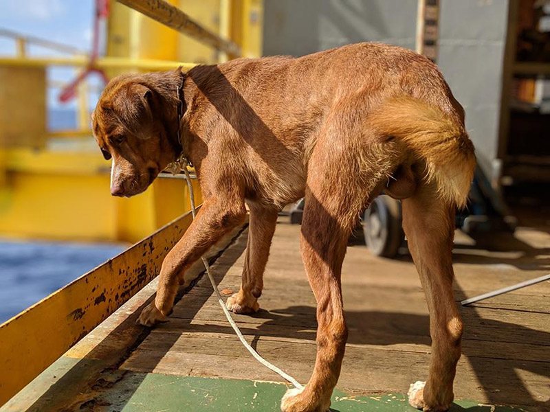 หมาติดแท่นขุดเจาะน้ำมัน หมาติดแท่นขุดเจาะน้ำมัน