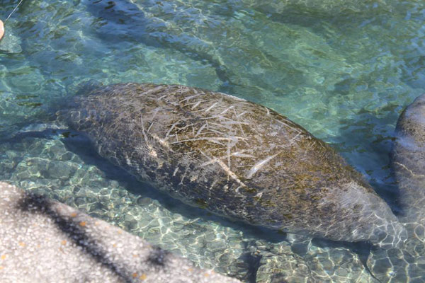 ฝูงแมนนาทีอ้วนกลมบุกบ่อน้ำพุร้อน