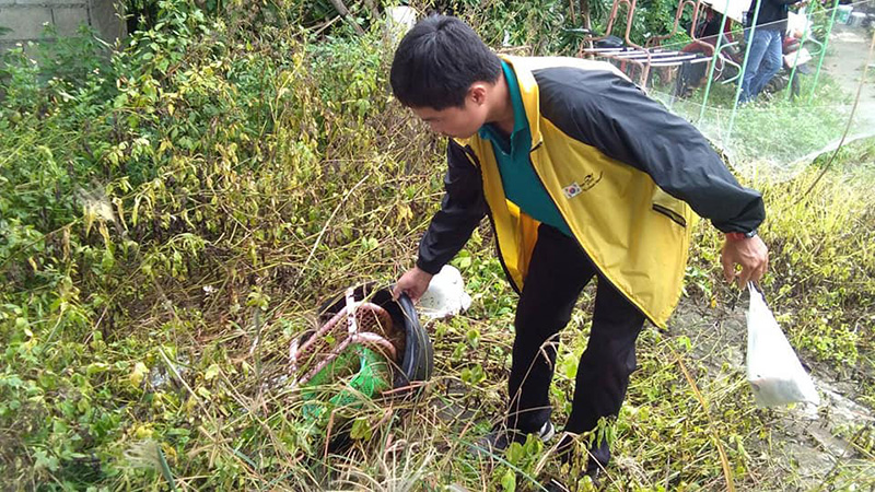 ไข้เลือดออก ไข้เลือดออก