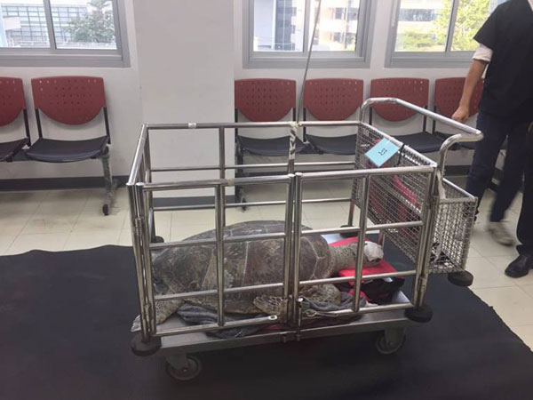 เต่าออมสิน กินเหรียญทำบุญ เต่าออมสิน กินเหรียญทำบุญ