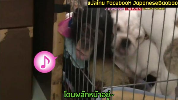 พุดดิ้งจัง ลูกสาวปังคุง พุดดิ้งจัง ลูกสาวปังคุง