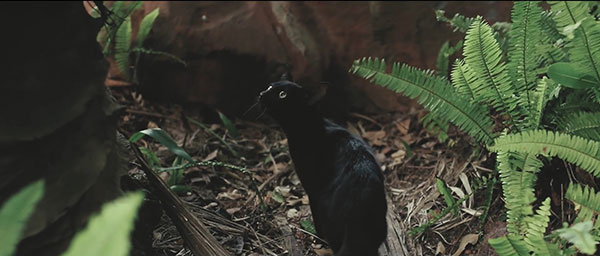 ครูครับ ไอ้เปรมยิงแมว !! ครูครับ ไอ้เปรมยิงแมว !!