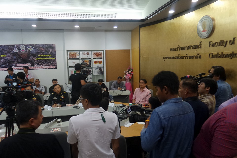 แมงมุมสันโดษเมดิเตอร์เรเนียน