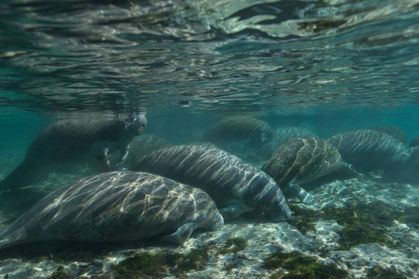 ฝูงแมนนาทีอ้วนกลมบุกบ่อน้ำพุร้อน