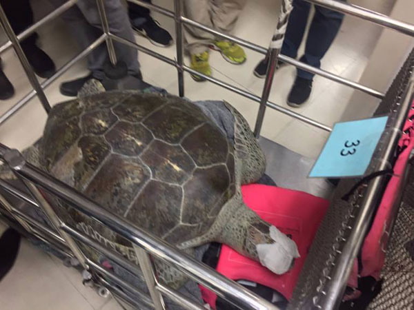 เต่าออมสิน กินเหรียญทำบุญ เต่าออมสิน กินเหรียญทำบุญ