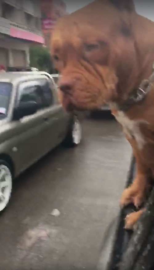 พิทบูลเล่นสงกรานต์ พิทบูลเล่นสงกรานต์