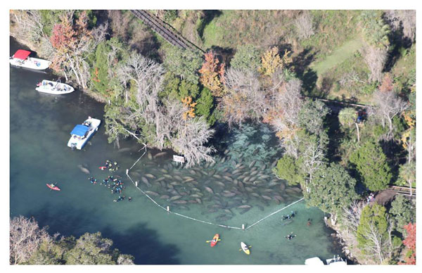 ฝูงแมนนาทีอ้วนกลมบุกบ่อน้ำพุร้อน