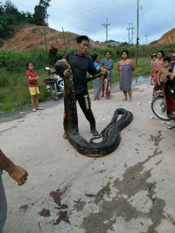 งูเหลือมยักษ์ งูเหลือมยักษ์