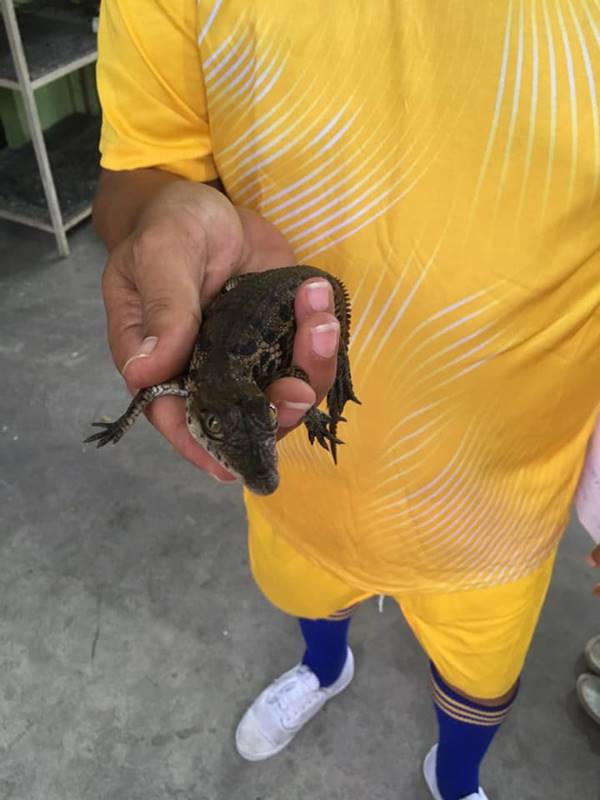 จระเข้ จระเข้