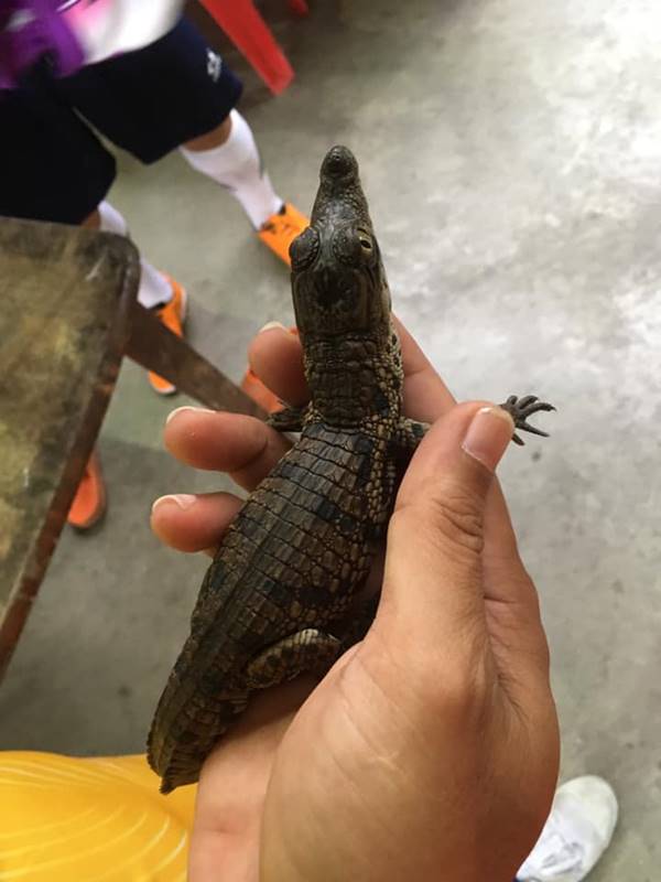 จระเข้ จระเข้