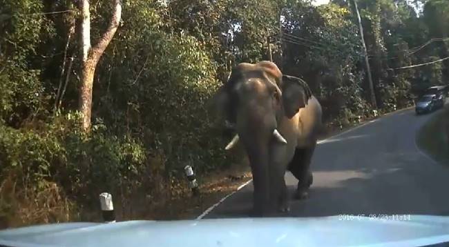 หนุ่มปั่นจักรยานบนเขาใหญ่ หนุ่มปั่นจักรยานบนเขาใหญ่