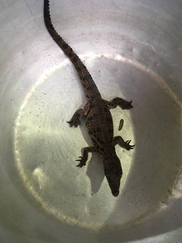 จระเข้ จระเข้