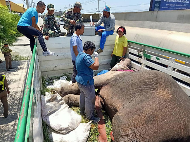 รถชนช้างป่า รถชนช้างป่า