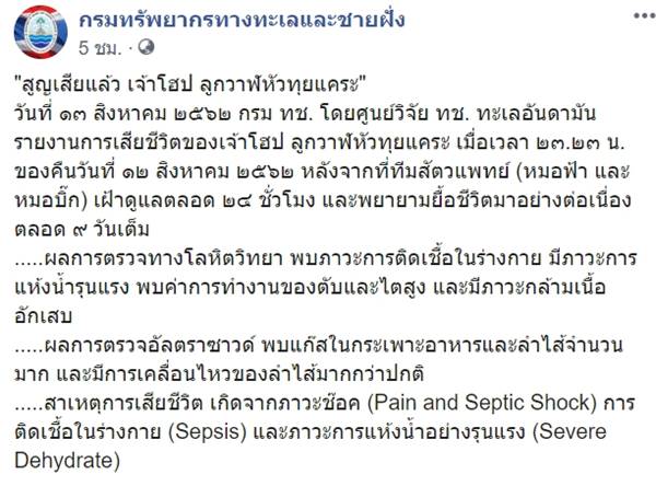 โฮป ลูกวาฬหัวทุยแคระ โฮป ลูกวาฬหัวทุยแคระ