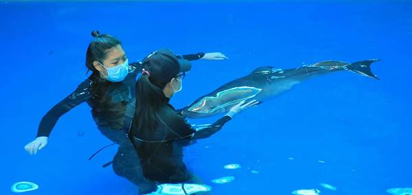 โฮป ลูกวาฬหัวทุยแคระ โฮป ลูกวาฬหัวทุยแคระ