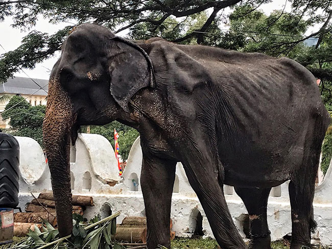 พิธีแห่พระเขี้ยวแก้ว พิธีแห่พระเขี้ยวแก้ว
