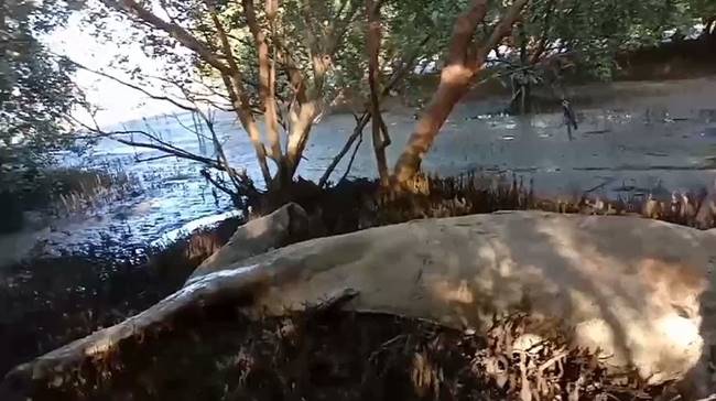 ซากวาฬบรูด้า ซากวาฬบรูด้า