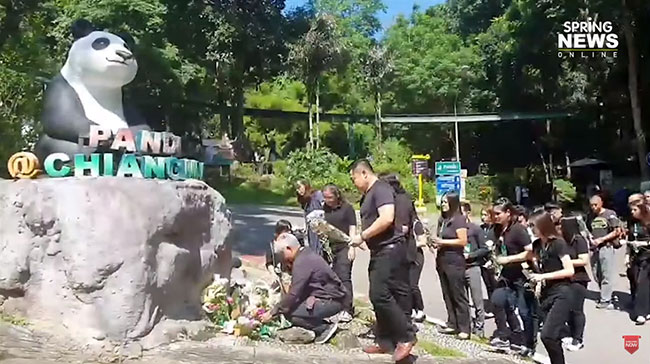 หมีแพนด้า หมีแพนด้า