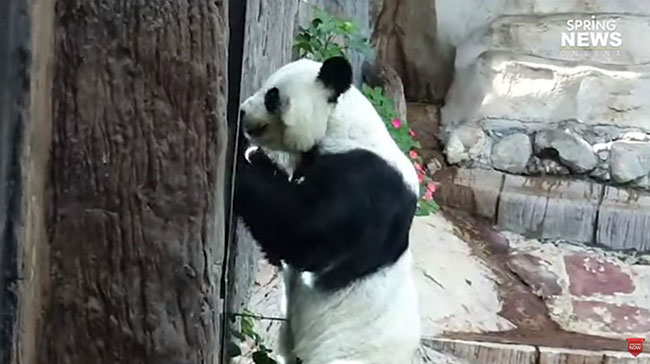 หมีแพนด้า หมีแพนด้า