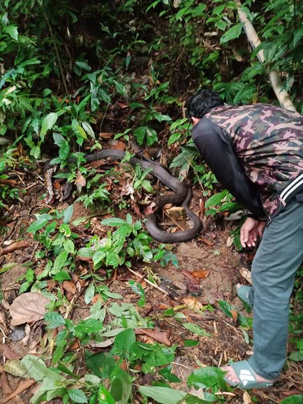 งูต่อสู้กัน งูต่อสู้กัน