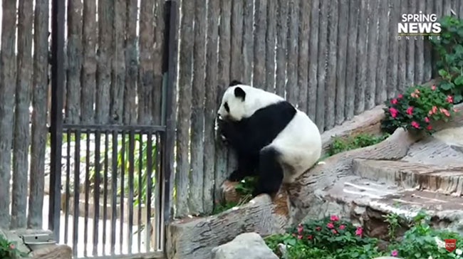 หมีแพนด้า หมีแพนด้า